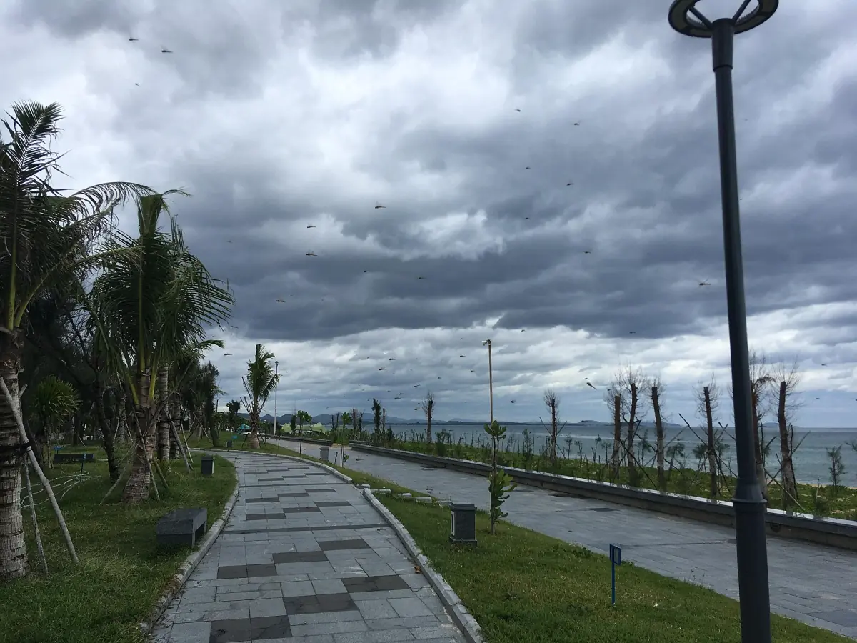 Palm-lined seaside path in Tuy Hoa