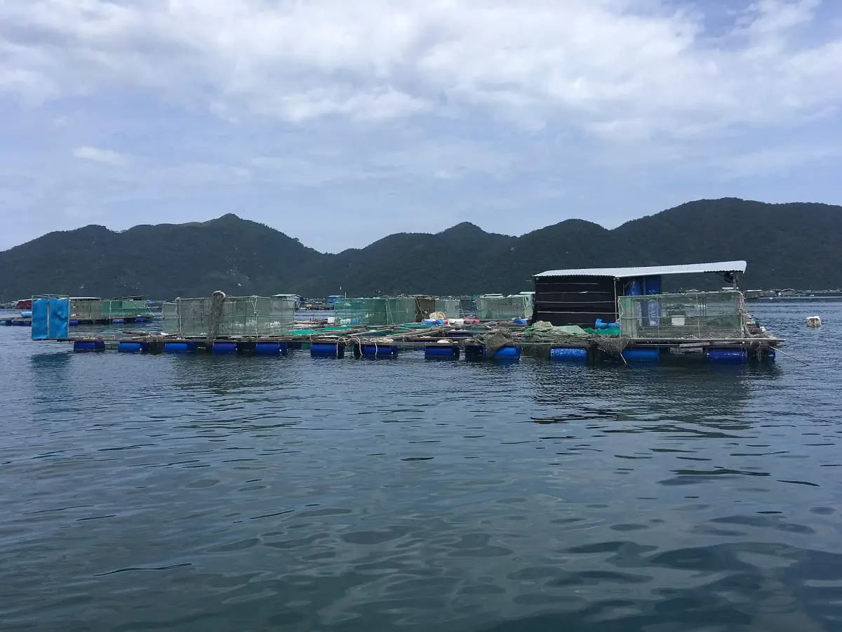 Floating fish farms in Vung Ro Bay